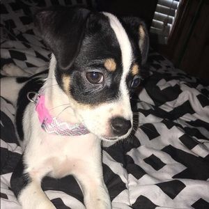 Meet your Posher, Skylar